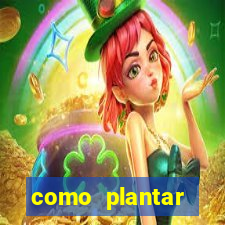 como plantar gergelim no vaso