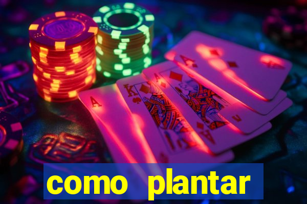 como plantar gergelim no vaso