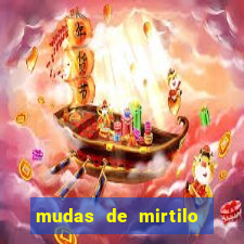 mudas de mirtilo em porto alegre