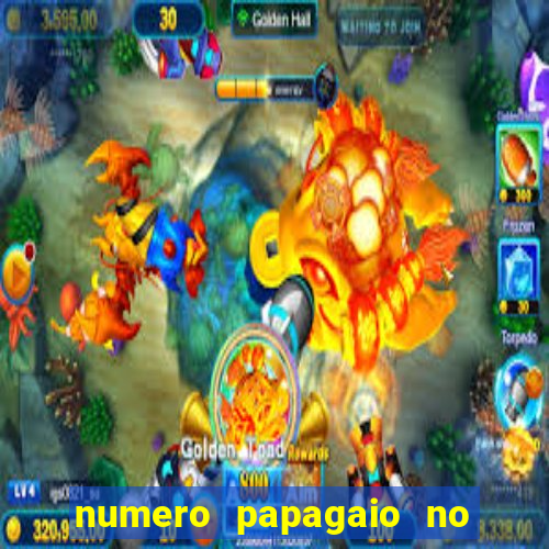 numero papagaio no jogo do bicho