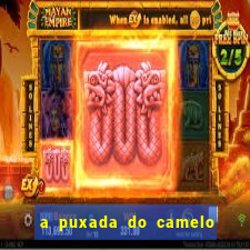 a puxada do camelo no jogo do bicho