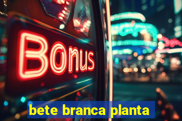 bete branca planta