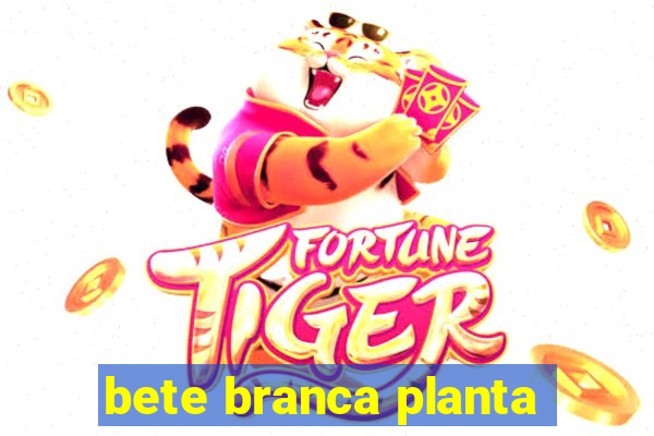 bete branca planta