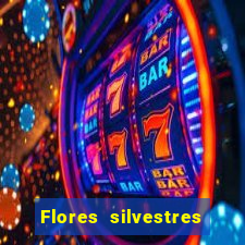 Flores silvestres brasileiras 25