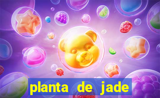 planta de jade significado espiritual