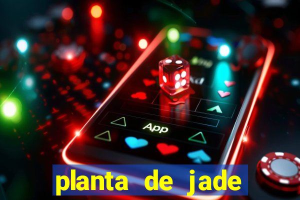 planta de jade significado espiritual