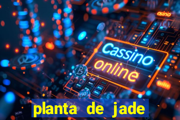 planta de jade significado espiritual