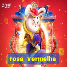 rosa vermelha (letra e cifra)