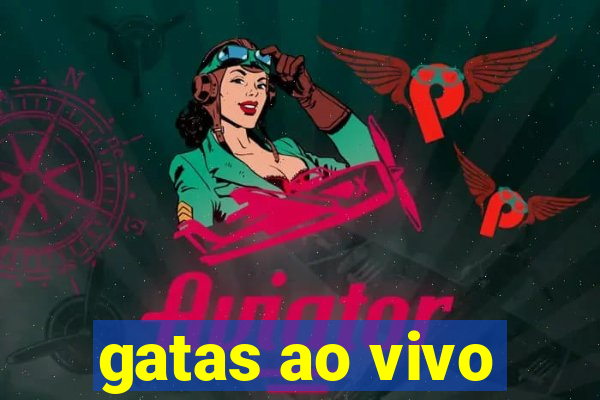 gatas ao vivo