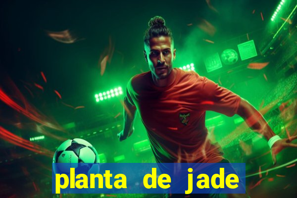 planta de jade significado espiritual